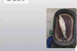 安康融资清欠服务